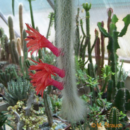 Hildewinteria colademononis (Cleistocactus winteri ssp. colademono)